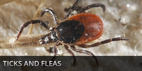 ticks-and-fleas